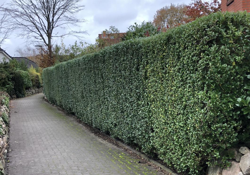 hecke_l